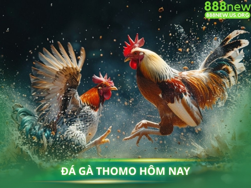 Xem "Đá gà Thomo hôm nay" tại 888new với chất lượng Full HD.